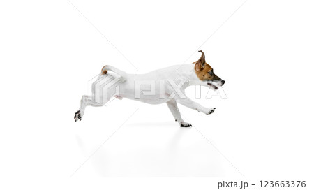 Side view dynamic image of active and curious pet, Jack Russell Terrier in motion, running against white studio background Side view dynamic image of active and curious pet, Jack Russell Terrier in motion, running against white studio background 123663376