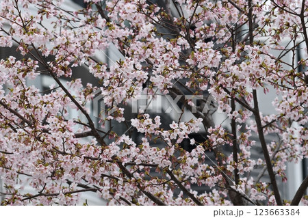 玉縄桜 大船 砂押川 大東橋 玉縄桜 大船 砂押川 大東橋 123663384