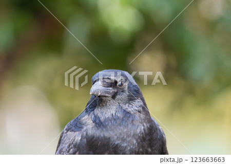 こちらを見つめるハシブトガラス 123663663