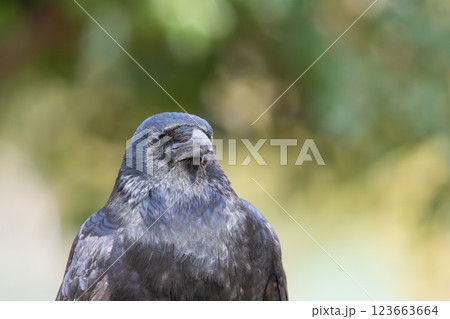 こちらを見つめるハシブトガラス 123663664