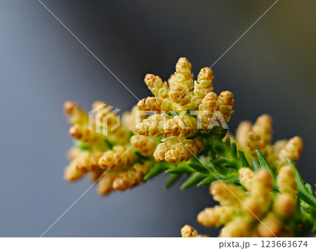 花粉が飛ぶほど開いたスギの雄花 花粉が飛ぶほど開いたスギの雄花 123663674