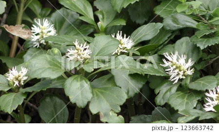 フッキソウの花 フッキソウの花 123663742