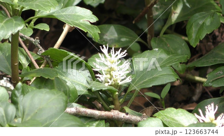 フッキソウの花 フッキソウの花 123663744