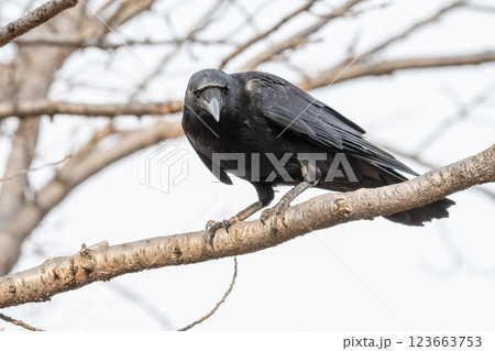 枝の上から見つめるハシブトガラス 123663753