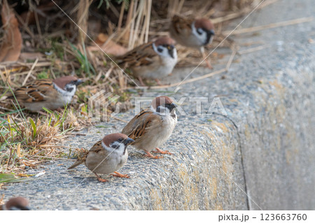 並んで休むスズメたち 123663760