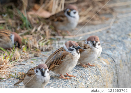 並んで休むスズメたち 並んで休むスズメたち 123663762