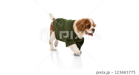 Excited purebred, little spaniel walking in soft green sweater with wagging tail against white studio background. Excited purebred, little spaniel walking in soft green sweater with wagging tail against white studio background. 123663775