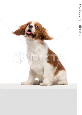 Playful spaniel puppy shaking head with ears flopping and tongue out against white studio background. 123663793