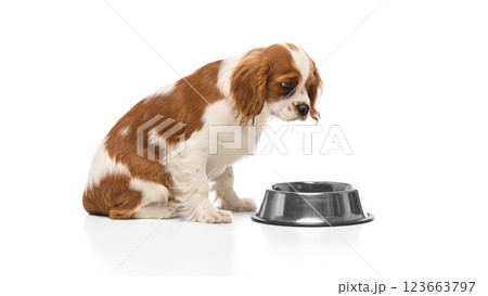 Hungry spaniel puppy eating from shiny metal bowl with head lowered against white studio background. 123663797
