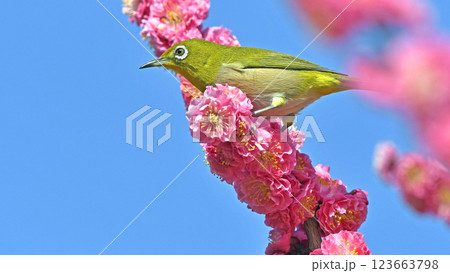 満開の紅梅にメジロ ( 春イメージ )( ほのぼのイメージ ) 満開の紅梅にメジロ ( 春イメージ )( ほのぼのイメージ ) 123663798