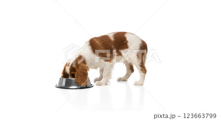 Adorable Cavalier King Charles Spaniel drinking water after after playtime against white background. Adorable Cavalier King Charles Spaniel drinking water after after playtime against white background. 123663799