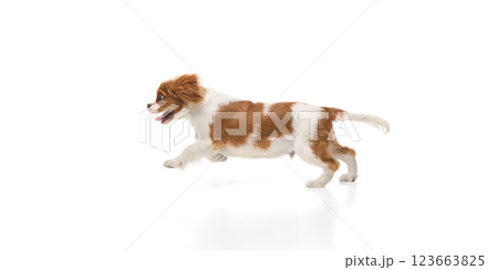 Lively Cavalier King Charles Spaniel sprinting forward with enthusiastic expression against white background. Lively Cavalier King Charles Spaniel sprinting forward with enthusiastic expression against white background. 123663825