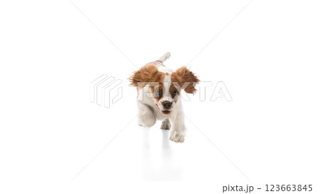 Joyful purebred Cavalier King Charles Spaniel running forward with ears flapping against white background. 123663845