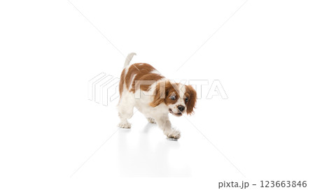 Energetic, purebred Cavalier King Charles Spaniel dog walking with alert expression against white background. 123663846