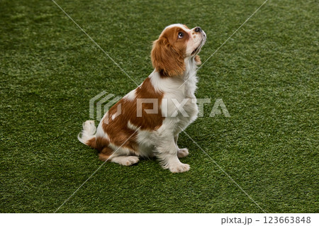 Young curious Cavalier King Charles Spaniel sitting and gazing upward, in waiting position against green grass. Young curious Cavalier King Charles Spaniel sitting and gazing upward, in waiting position against green grass. 123663848
