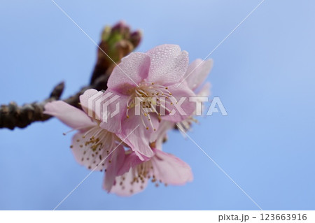 春の訪れを告げる桜　青空に映える　アップ 123663916