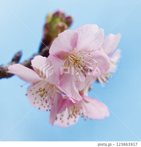 春の訪れを告げる美しい桜　青空に映える　アップ 123663917