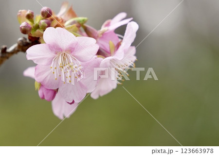 春の訪れを告げる桜　アップ　緑背景 123663978