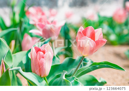 春の花壇に咲くチューリップ 123664075