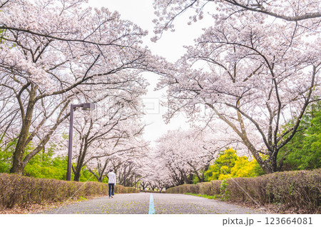 春の信州スカイパーク 桜並木 春の信州スカイパーク 桜並木 123664081