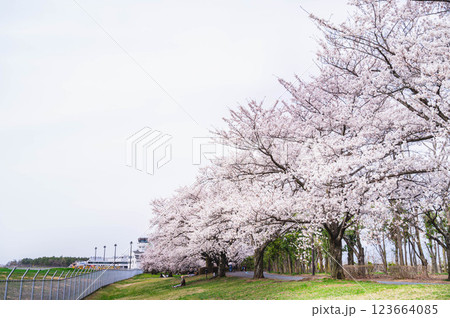 満開の桜並木　信州スカイパーク 123664085