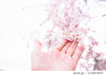 桜の花 桜の花 123664087