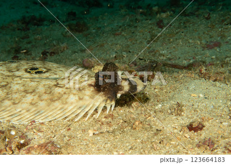 A Philippine Flounder, this flatfish an change color and texture to blend in with the ocean floor A Philippine Flounder, this flatfish an change color and texture to blend in with the ocean floor 123664183