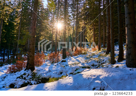 Bright sunbeams in thick forest, trekking in the mountains. Amazing scenery Bright sunbeams in thick forest, trekking in the mountains. Amazing scenery 123664233