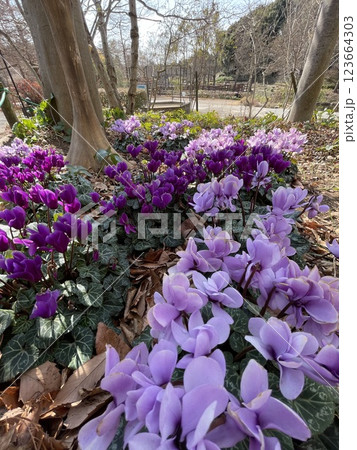 香りたつ紫のシクラメン 123664303