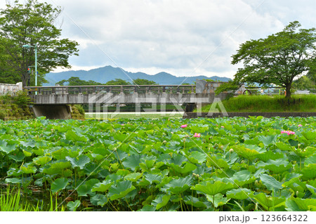 たくさんの蓮の花 123664322