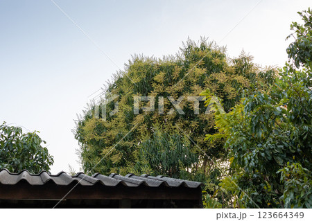 Many of mango flower cluster Many of mango flower cluster 123664349