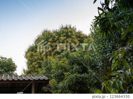 Many of mango flower cluster Many of mango flower cluster 123664350