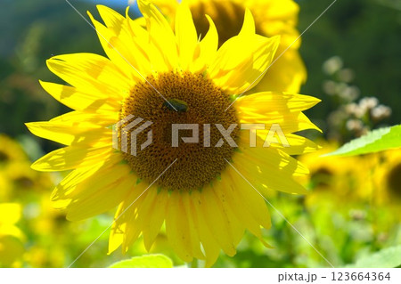 ひまわりとハナムグリ【京都府南丹市 美山かやぶきの里】 ひまわりとハナムグリ【京都府南丹市 美山かやぶきの里】 123664364