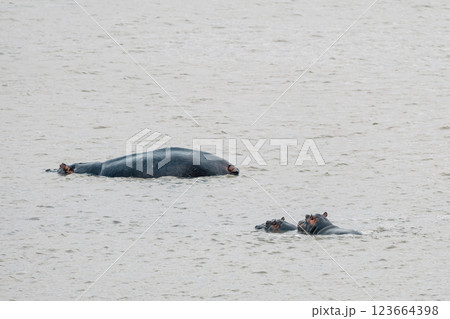 Safari in South Africa. Hippos family bathe in a lake 123664398
