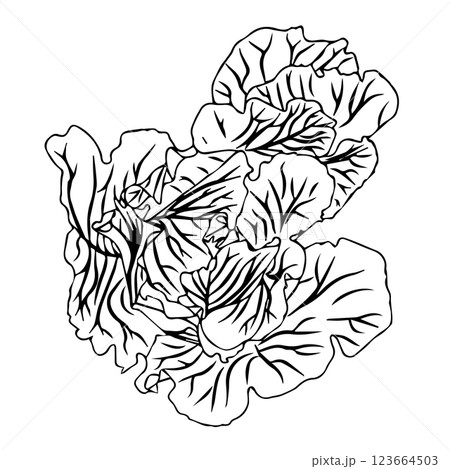 Head of white cabbage in doodle style. Vector illustration isolated on white background. 123664503