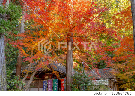 京都市左京区修学院 赤山禅院(せきざんぜんいん)延暦寺別院(方除けの神) 紅葉と福禄寿殿(都七福神) 京都市左京区修学院 赤山禅院(せきざんぜんいん)延暦寺別院(方除けの神) 紅葉と福禄寿殿(都七福神) 123664760