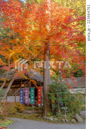 京都市左京区修学院 赤山禅院(せきざんぜんいん)延暦寺別院(方除けの神) 紅葉と福禄寿殿(都七福神) 京都市左京区修学院 赤山禅院(せきざんぜんいん)延暦寺別院(方除けの神) 紅葉と福禄寿殿(都七福神) 123664761
