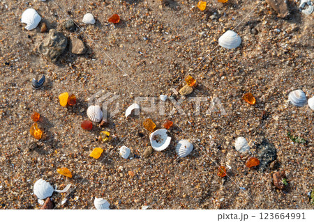 Amber stones on sea coast. Amber gems search on Baltic sea shore, fossilized tree resin crystals on sand Amber stones on sea coast. Amber gems search on Baltic sea shore, fossilized tree resin crystals on sand 123664991