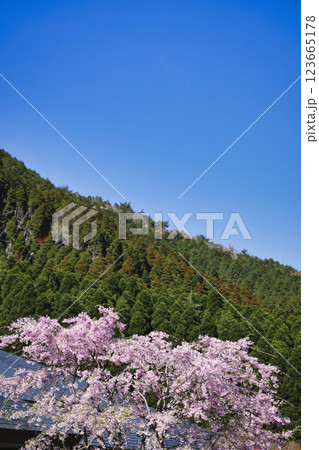 山をバックに咲く満開の桜 123665178