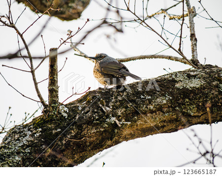 木の上のヒヨドリ 123665187