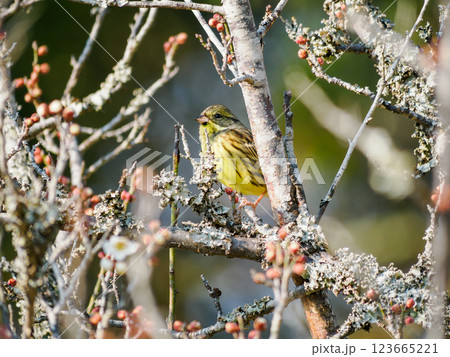 アオジの雌 123665221