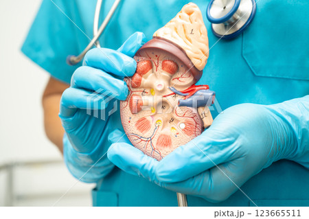 Kidney disease, Chronic kidney disease ckd, Doctor hold human model to treat and study in hospital. Kidney disease, Chronic kidney disease ckd, Doctor hold human model to treat and study in hospital. 123665511