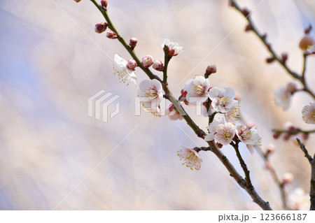 ほんのりピンクの早春の梅 123666187