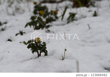 雪中で早春の日差しを待つフクジュソウ 123666482