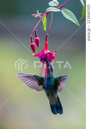 hummingbird 123666505