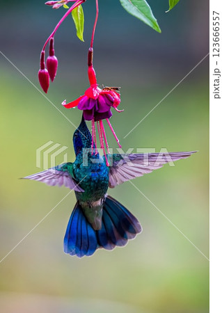 pink hummingbird with green and blue pink pink hummingbird with green and blue pink 123666557