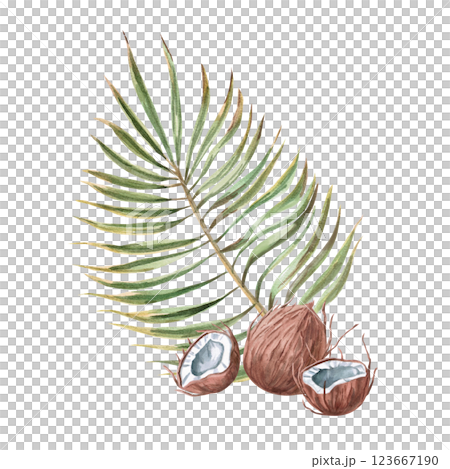 Composition with a whole coconut and two broken pieces of a palm branch. Isolated watercolor illustration for the design of postcards, summer restaurants, printing of tourist brochures. Composition with a whole coconut and two broken pieces of a palm branch. Isolated watercolor illustration for the design of postcards, summer restaurants, printing of tourist brochures. 123667190