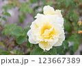 金色に輝く黄色いバラ 123667389