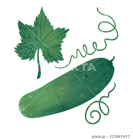 A cucumber with a leaf and a vine, a handmade digital illustration highlighted on a white background A cucumber with a leaf and a vine, a handmade digital illustration highlighted on a white background 123667437