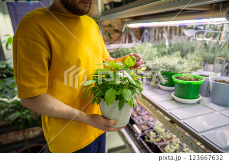 Man assess vegetable basil in pot, check leaves for moisture and illness. Mini garden maintenance 123667632